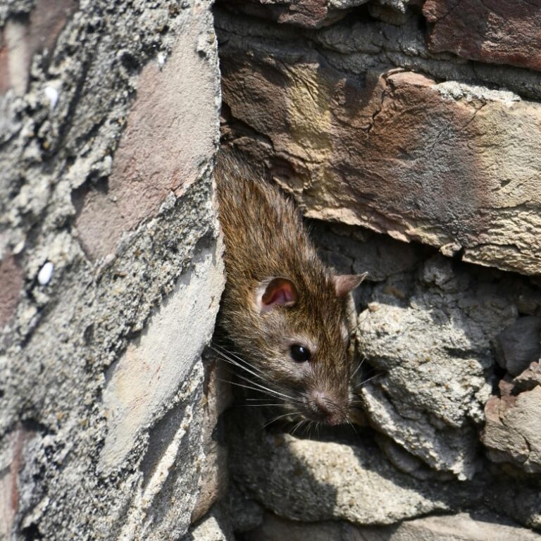 City rat on brick wall