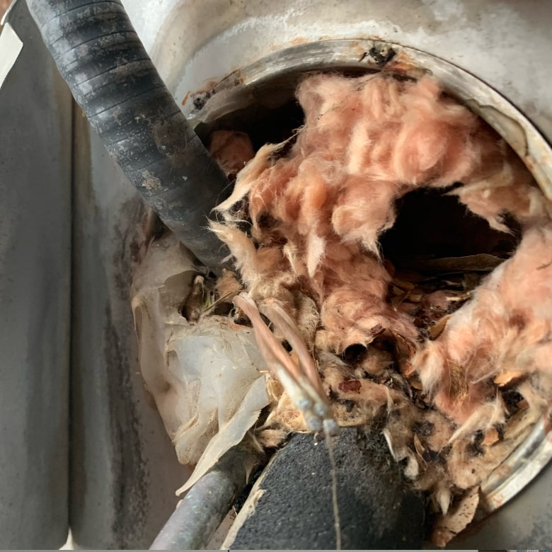 Evidence rodent activity and mouse hole