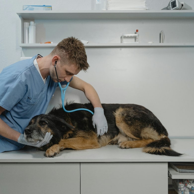 Vet examining sick dog