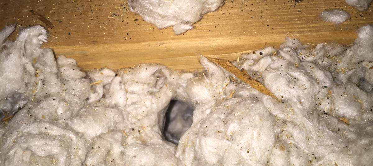Depleted attic insulation and mouse tunnels