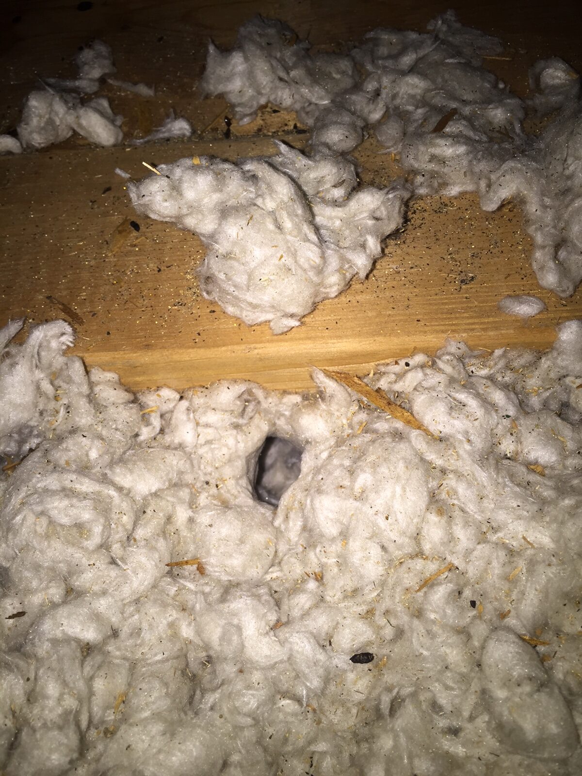 Mouse tunnels in attic insulation