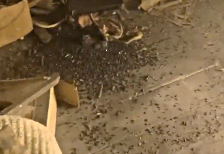 Piles of bat guano in attic Piles of bat guano in attic