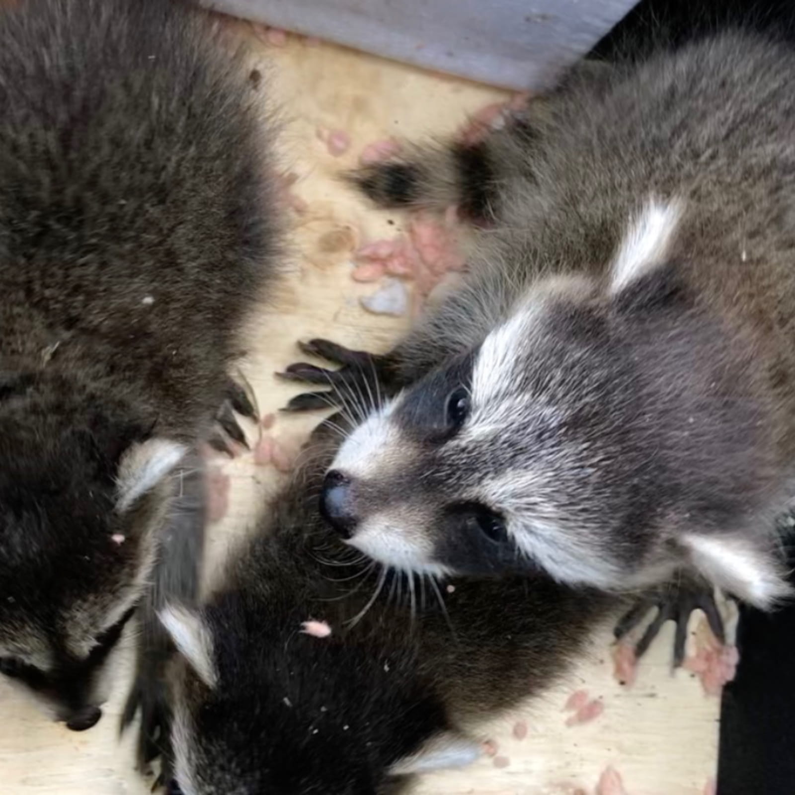 Raccoon babies removed from Burlington attic