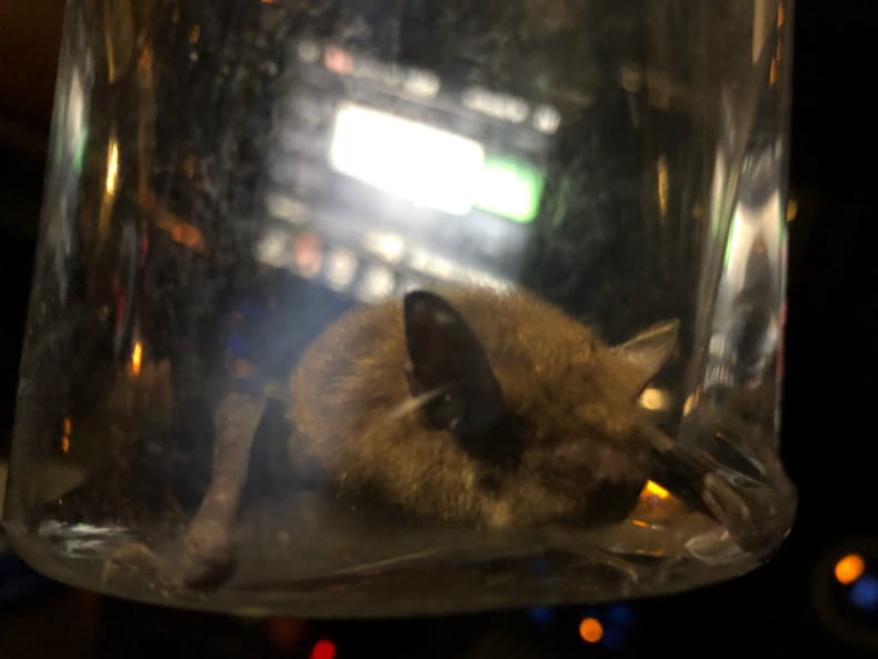 Bat captured from living room