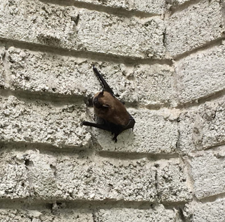 Bat on house wall