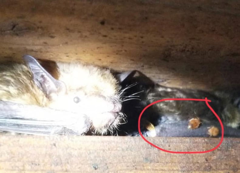 Bats in attic with ticks