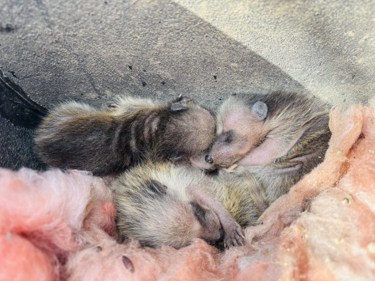 Raccoon babies removed
