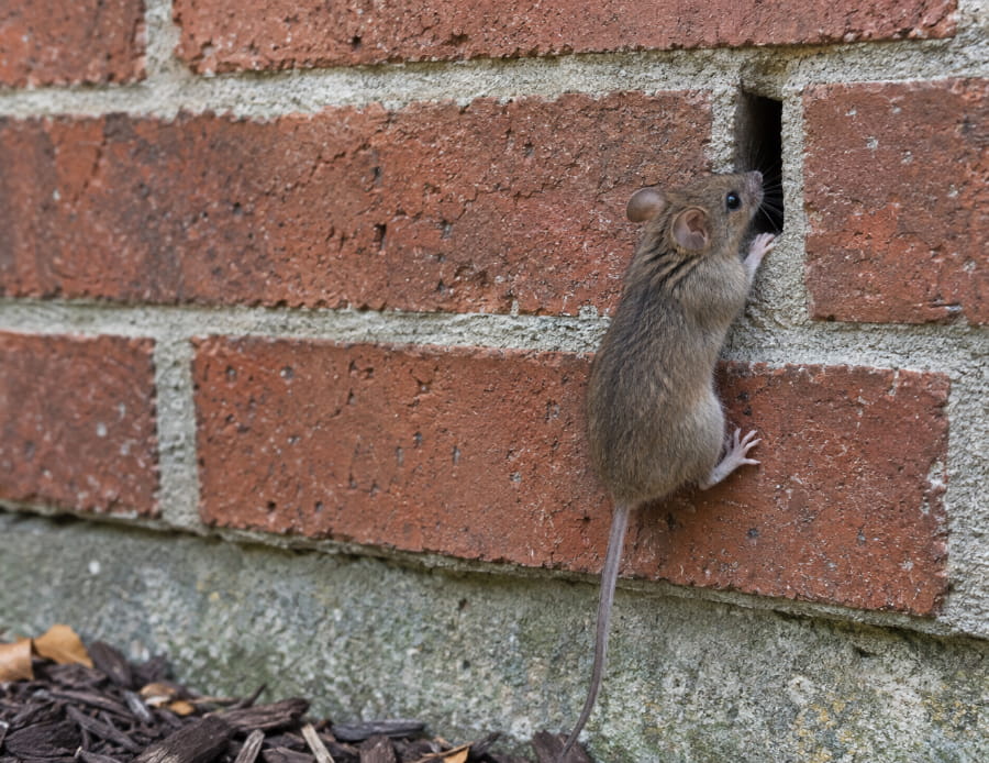 Mouse entering home through weeping brick