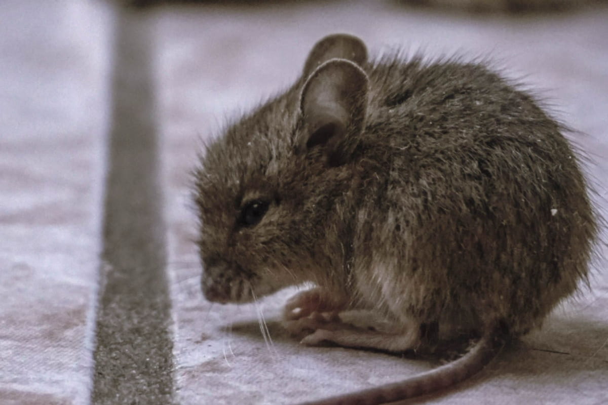 Mouse in basement